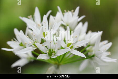 Aglio selvatico (Allium ursinum) in fiore in un inglese deciduos bosco, Regno Unito - molla Foto Stock