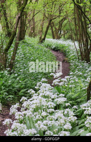 Fioritura di aglio selvatico (Allium ursinum) frange un percorso in un bosco di latifoglie nel Parco Nazionale di Peak District Inghilterra REGNO UNITO: Maggio Foto Stock