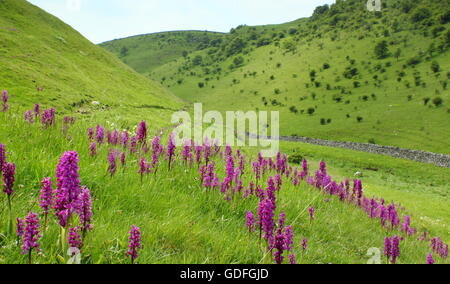 Inizio orchidee viola (Orchis mascula) in fiore nei Cressbrook Dale, Parco Nazionale di Peak District, England Regno Unito Foto Stock