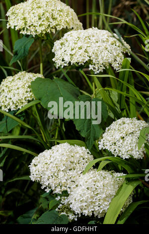 Hydrangea arborescens Annabelle hydrangeaceae Foto Stock