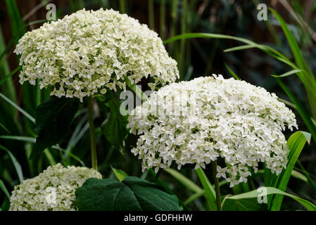 Hydrangea arborescens Annabelle hydrangeaceae Foto Stock