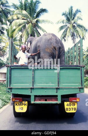 Un trasporto di elefante vicino alla città di Nuwara Eliya nel sud-ovest dello Sri Lanka in Asien. Foto Stock