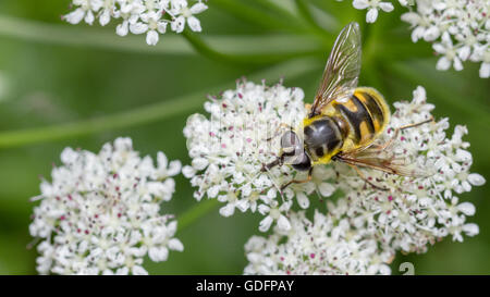 Myathropa florea hoverfly avanzamento sul lato dello stagno umbellifer Foto Stock