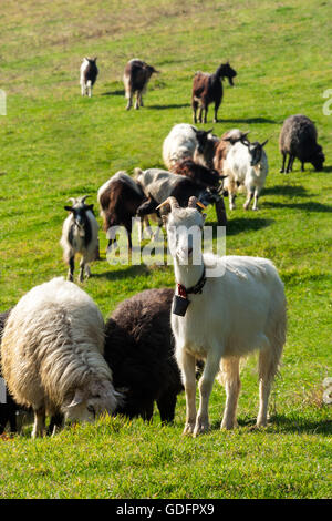 Ritratto di una capra bianca con una campana nella mandria su un green glade Foto Stock