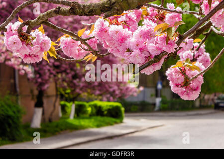 Fiori di colore rosa sui rami di giapponese Sakura sbocciato sopra le strade di una città vecchia in primavera Foto Stock