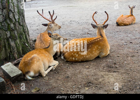 Cervi Sika in Parco di Nara. Foto Stock