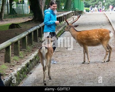 Un turista alimentazione Senbei Shika, cervi di cracker di cervi sika in Parco di Nara. Foto Stock