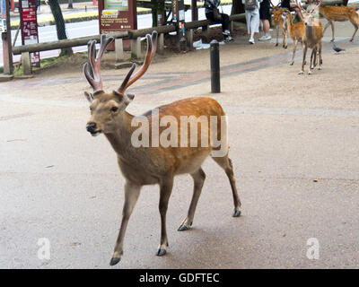 Un maschio di cervi sika in Parco di Nara. Foto Stock