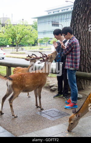 Alimentazione turisti Shika Senbei, cervi di cracker di cervi sika in Parco di Nara. Foto Stock