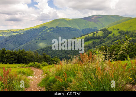 Nel percorso di erba alta passando attraverso la foresta di montagna Foto Stock
