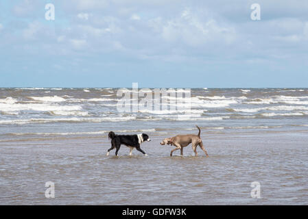 Due cani di amici al mare. Prese a Formby punto sulla costa del nord-ovest Inghilterra. Foto Stock