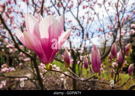 Fiore di magnolia ampio angolo vicino a una sfocatura sullo sfondo di foglie. Foto Stock