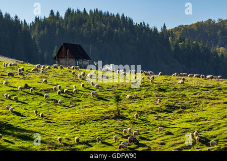Gregge di pecore sul prato su una collina vicino al bosco di abeti in montagne di Romania Foto Stock