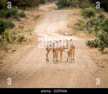 Gruppo femminile di impala starring in mezzo alla strada e nel Parco Nazionale di Kruger, Sud Africa. Foto Stock