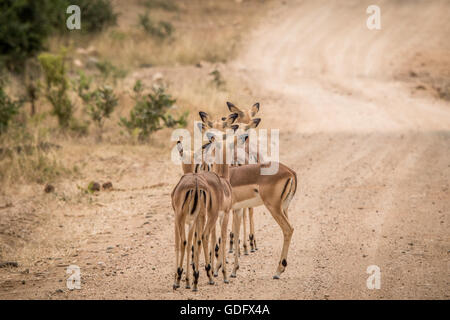 Gruppo di starring Impala femmina da dietro in mezzo alla strada e nel Parco Nazionale di Kruger, Sud Africa. Foto Stock