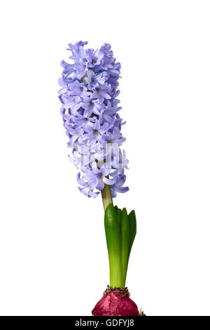 Giacinto viola fiori su bianco Foto Stock