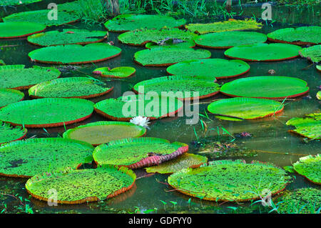 Giglio di acqua Foto Stock