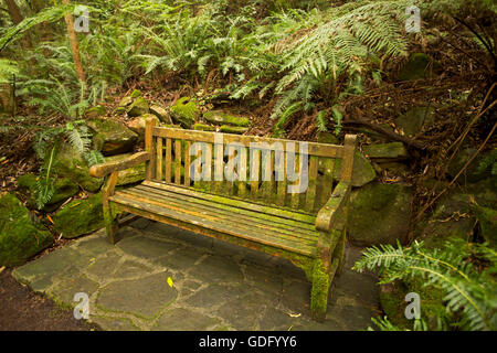 Decorazioni in legno panchina da giardino coperto con il verde lichene e circondato da lussureggianti felci di smeraldo e rocce di muschio Foto Stock