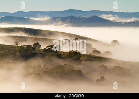 Fitta coltre di nebbia di mattina che copre le valli, con picchi di colline e gli alberi infilzare attraverso l'oceano di bianco sotto il cielo blu in una grande gamma di divisione Foto Stock