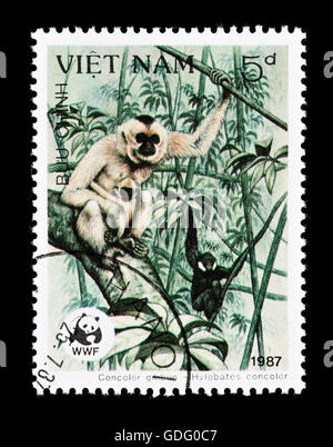 Francobollo dal Vietnam raffigurante un un nero crested gibbone (Nomascus concolor) Concolor gibbone Foto Stock
