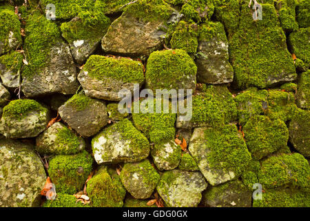 In prossimità della sezione di pietra a secco ammantata di parete con verde smeraldo di moss Foto Stock
