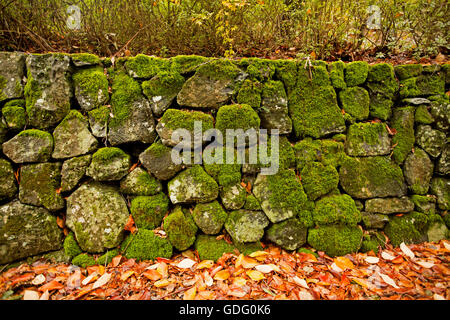 In pietra a secco del giardino parete di ritegno ammanta con verde smeraldo di moss con Golden Autumn Leaves alla base Foto Stock