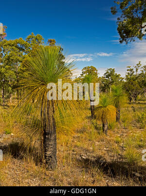 Specie Xanthorrahoea, nero ragazzi o erba alberi nativi Australiani piante che crescono in arido paesaggio di Carnarvon National Park Foto Stock