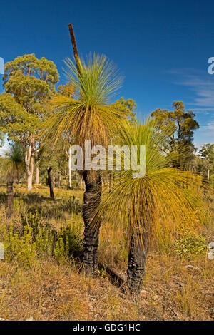 Specie Xanthorrahoea, nero ragazzi o erba alberi nativi Australiani piante che crescono in arido paesaggio di Carnarvon National Park Foto Stock