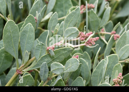 Fioritura Sea Purslane Atriplex portulacoides Saltmarsh una pianta con foglie commestibili Foto Stock