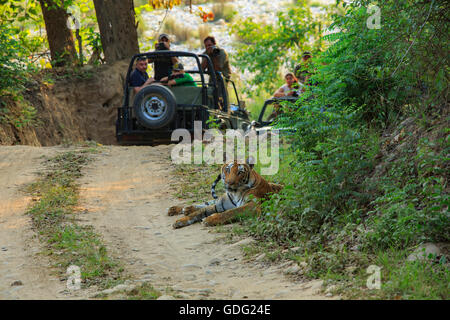 Tigre del Bengala avvistamento durante il safari (fotografata al parco di cittadino di Corbett - India) Foto Stock