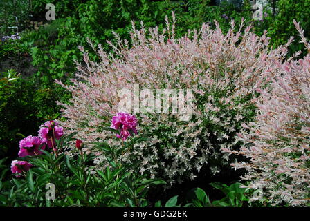 Pezzata willow Hakuro-Nishiki, salix integra Foto Stock