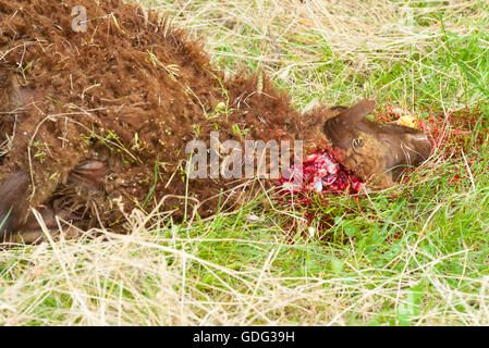 Ovini macellati mediante taglio il suo collo, secondo a quella islamica macellazione rituale (dhabihah). Foto Stock