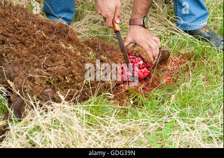 Ovini macellati mediante taglio il suo collo, secondo a quella islamica macellazione rituale (dhabihah). Foto Stock