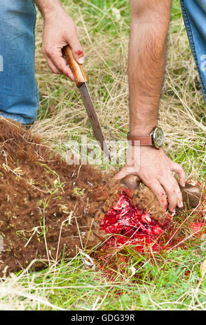 Ovini macellati mediante taglio il suo collo, secondo a quella islamica macellazione rituale (dhabihah). Foto Stock