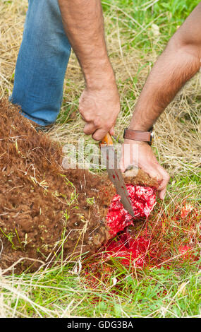 Ovini macellati mediante taglio il suo collo, secondo a quella islamica macellazione rituale (dhabihah). Foto Stock