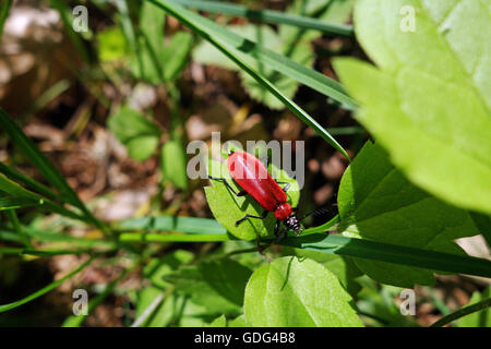 Close-up di nero guidato il cardinale beetle (Pyrochroa coccinea) su una foglia verde Foto Stock