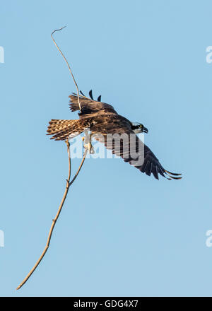 Osprey in volo portando bastoni a nido; Pandion haliaetus, sea hawk, pesce aquila; fiume hawk; pesce hawk; raptor Foto Stock