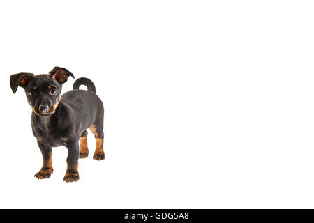 Cucciolo Lancashire Heeler tagliato Foto Stock