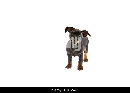 Cucciolo Lancashire Heeler tagliato Foto Stock