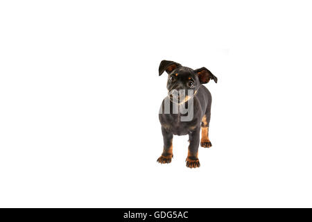 Cucciolo Lancashire Heeler tagliato Foto Stock