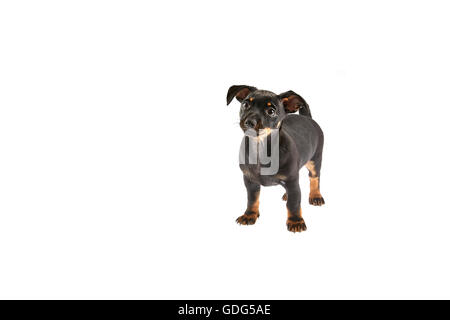 Cucciolo Lancashire Heeler tagliato Foto Stock