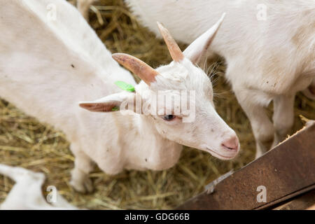 Giovani goatlings lookong nella fotocamera uno stallo in una fattoria. Foto Stock