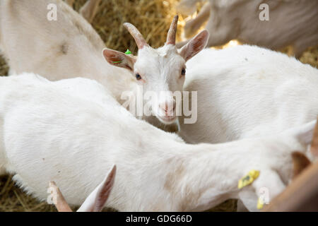 Giovani goatlings lookong nella fotocamera uno stallo in una fattoria. Foto Stock