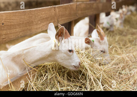 Giovani goatlings mangiare fieno in una fase di stallo in una fattoria. Alimentazione su animali della fattoria Foto Stock