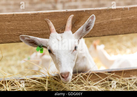 Giovani goatlings mangiare fieno in una fase di stallo in una fattoria. Alimentazione su animali della fattoria Foto Stock