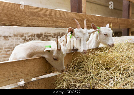 Giovani goatlings mangiare fieno in una fase di stallo in una fattoria. Alimentazione su animali della fattoria Foto Stock