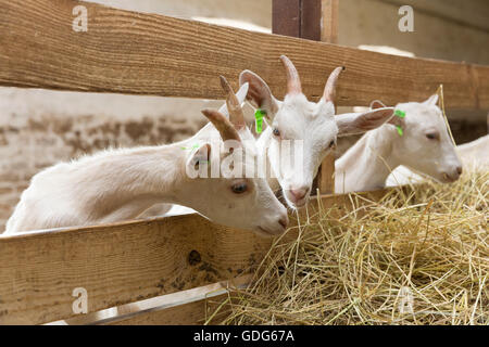 Giovani goatlings mangiare fieno in una fase di stallo in una fattoria. Alimentazione su animali della fattoria Foto Stock