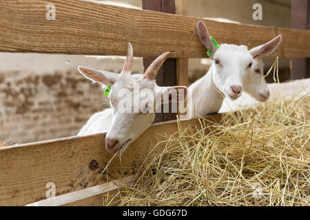 Giovani goatlings mangiare fieno in una fase di stallo in una fattoria. Alimentazione su animali della fattoria Foto Stock