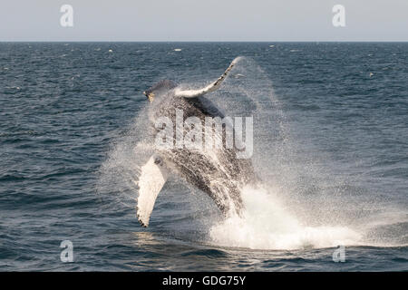 Humpback Whale violare, saltando mentre whale watching vicino Stellwagen bank. (Megaptera novaeangliae) Foto Stock