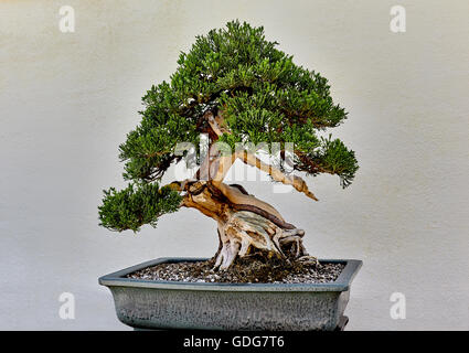 Creeping Ginestra bonsai piante in vaso Foto Stock